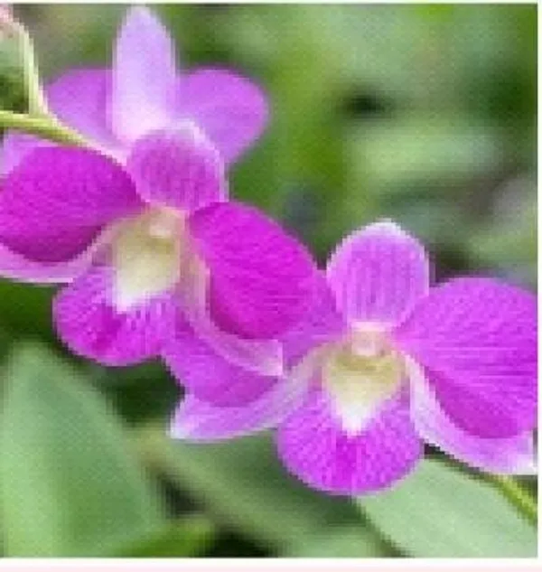 Dendrobium_Karen_x_compactum_(medium_size)